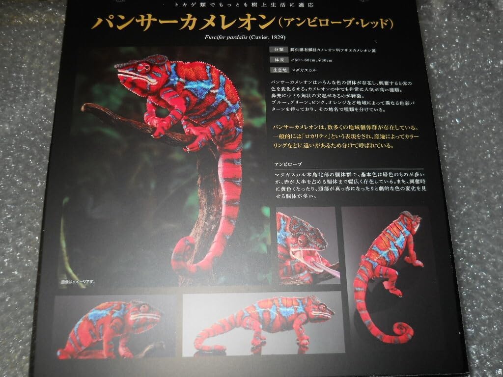 いきもの大図鑑プレミアム パンサーカメレオン（アンビローブ・レッド